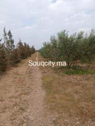 Ferm 8 hectares à vendre région rhamna - 2