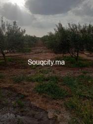 Ferm 8 hectares à vendre région rhamna - 4