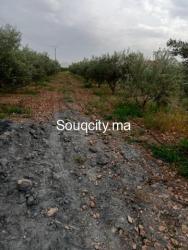 Ferm 8 hectares à vendre région rhamna - 5