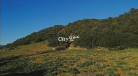 Terrain 200 hectares a vendre - 2