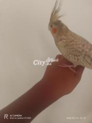 حي الرشاد زنقة 30 دار 41 - 2