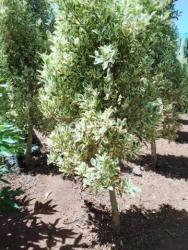 Li bghaxi hja wla bgha y9ad jarda marhba - 2