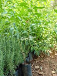 Li bghaxi hja wla bgha y9ad jarda marhba - 3