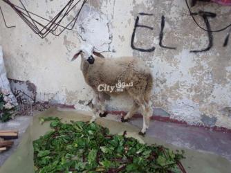 حولية صردية مليحة - 2