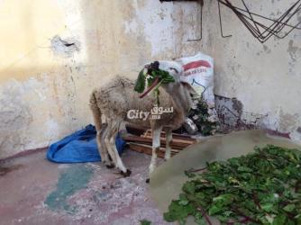 حولية صردية مليحة - 4