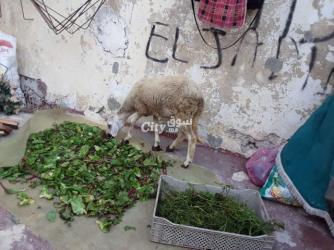 حولية صردية مليحة - 2