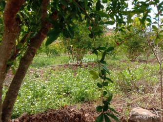 ضيعة فلاحية مساحتها 16 هكتار محفضة ومجهزة بالكامل للبيع - 4