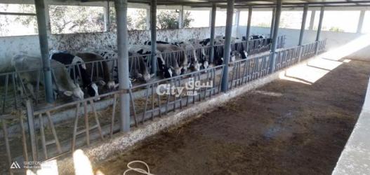 ضيعة فلاحية مساحتها 16 هكتار محفضة ومجهزة بالكامل للبيع - 9