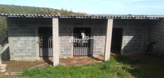 ضيعة فلاحية مساحتها 16 هكتار محفضة ومجهزة بالكامل للبيع - 10