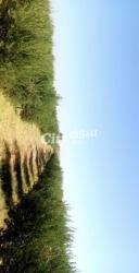 ارض فلاحية للبيع - 2