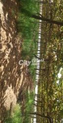 ارض فلاحية للبيع - 9