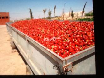 Ferme agricole moderne avec un potentiel immense - 2