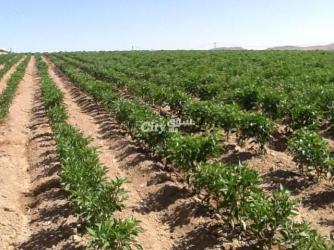 Ferme agricole moderne avec un potentiel immense - 3