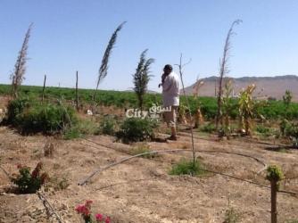 Ferme agricole moderne avec un potentiel immense - 4