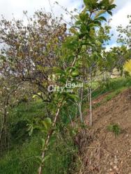 ارض للبيع لوبار الفوقي شفشاون - 2