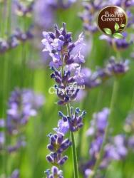 Huile essentielle de lavande aspic - 2