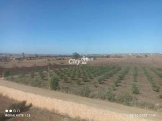 أرض فلاحية - 2