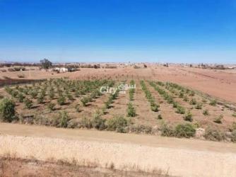 أرض فلاحية - 4