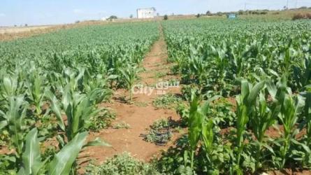 أرض فلاحية فيها الغرس سيطرون للبيع - 2