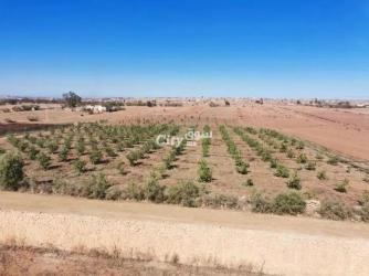 أرض فلاحية فيها الغرس سيطرون للبيع - 4