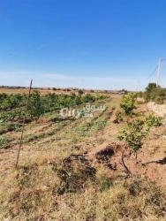 أرض فلاحية فيها الغرس سيطرون للبيع - 5