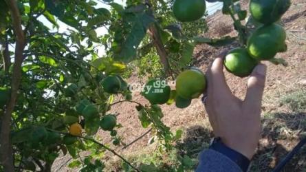 أرض فلاحية فيها الغرس للبيع - 2