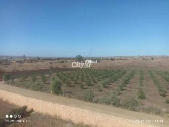 أرض فلاحية فيها الغرس للبيع - 4