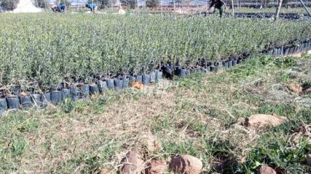 شتلات الزيتون - 2