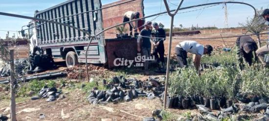 شتلات الزيتون - 3